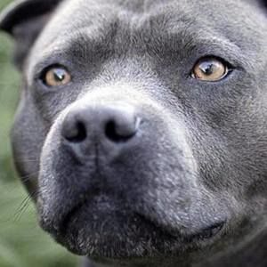 Meet your Posher, Cain